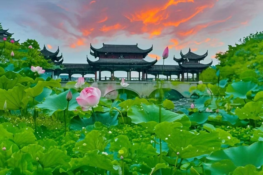 江津區(qū)鼎山公園荷韻翩躚