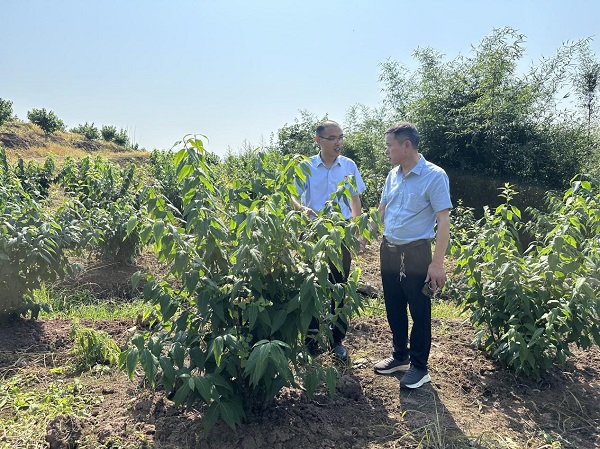 農(nóng)行工作人員深入田間地頭了解臘梅苗種植情況。鄒雨璠 攝