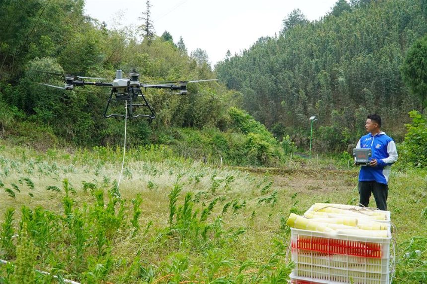 無人機運輸鮮筍。謝清城攝