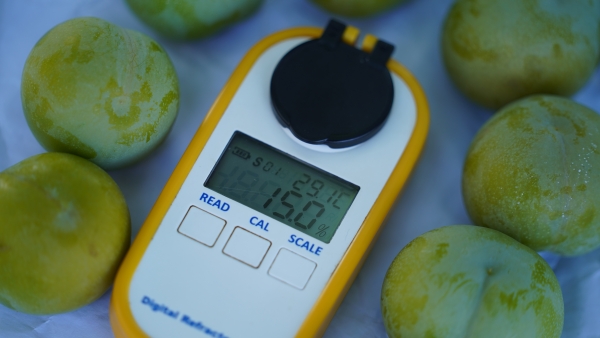 “豐早脆”李果徑普遍在45毫米以上、糖度較高。劉先華攝