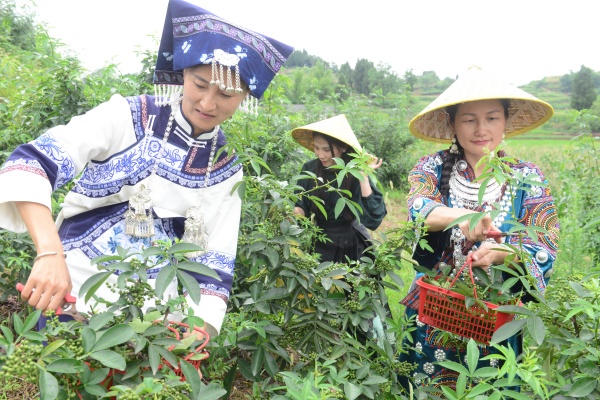 村民采摘花椒。蔡昌懷攝