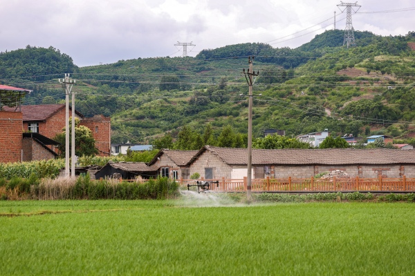 在廟宇鎮(zhèn)，村民使用無(wú)人機(jī)進(jìn)行撒藥。尹詩(shī)語(yǔ)攝