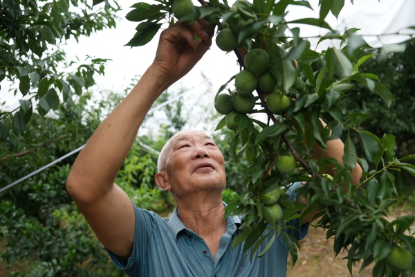 6曲尺鄉(xiāng)權(quán)發(fā)村果農(nóng)在查看脆李生長(zhǎng)情況。盧先慶攝