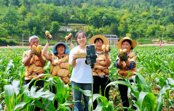 村播在田間直播助農(nóng)賣土豆。巫山縣融媒體中心供圖