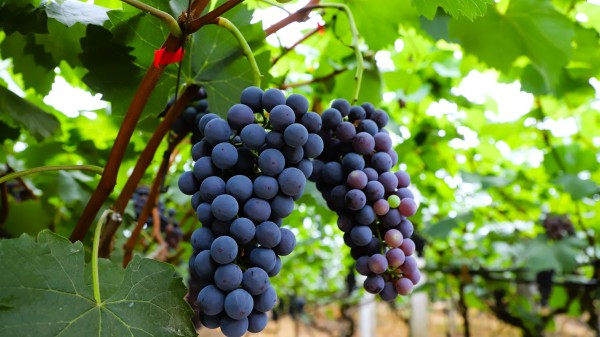 葡萄成熟。璧山區(qū)委宣傳部供圖