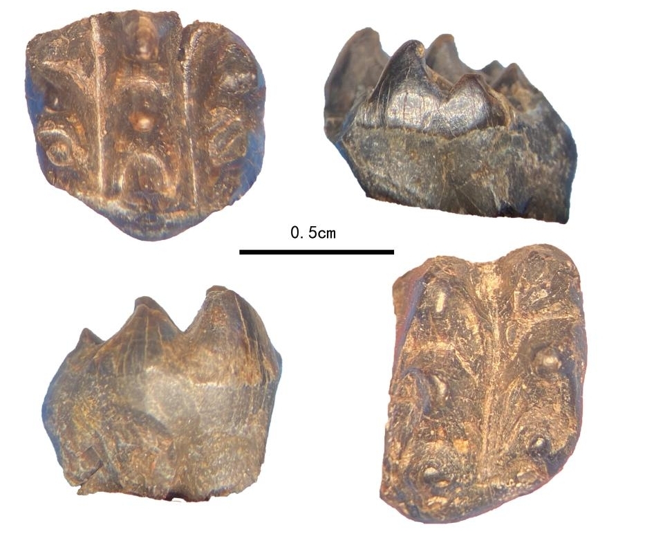 重慶云陽中侏羅統(tǒng)新田溝組三列齒獸上頰齒和下頰齒。重慶古生物研究院供圖