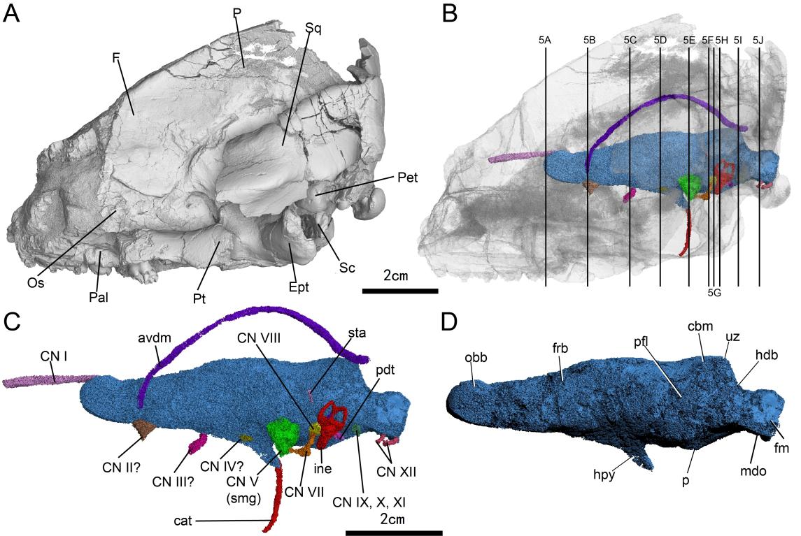 似卞氏獸未定種（16YPDC-01）的顱骨及顱內(nèi)結(jié)構(gòu)左側(cè)視圖。重慶古生物研究院供圖