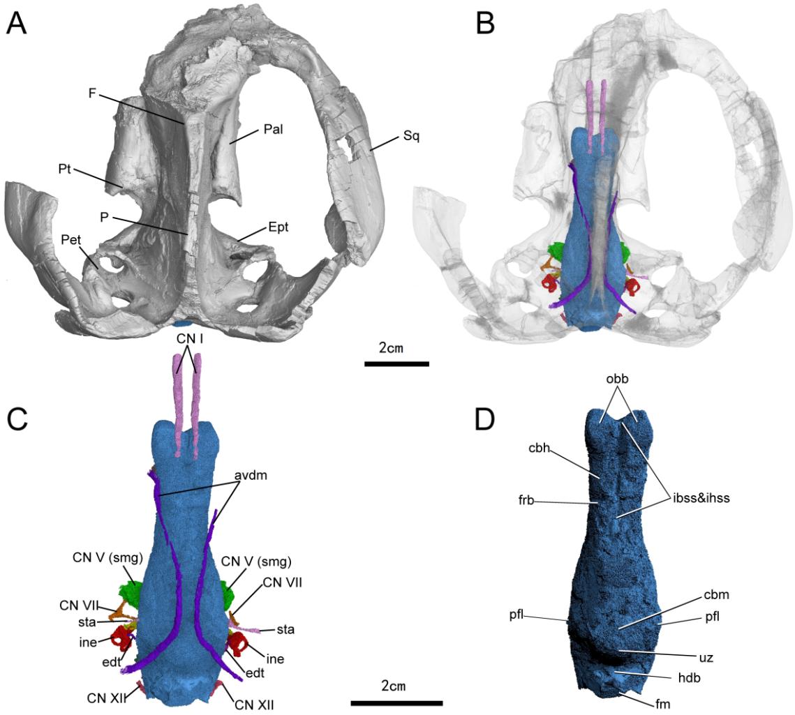 似卞氏獸未定種（16YPDC-01）的顱骨及顱內(nèi)結(jié)構(gòu)背視圖。重慶古生物研究院供圖