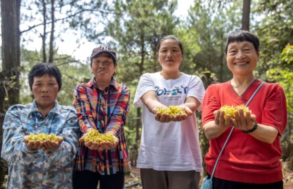 采摘的石斛花。劉紀(jì)湄?cái)z