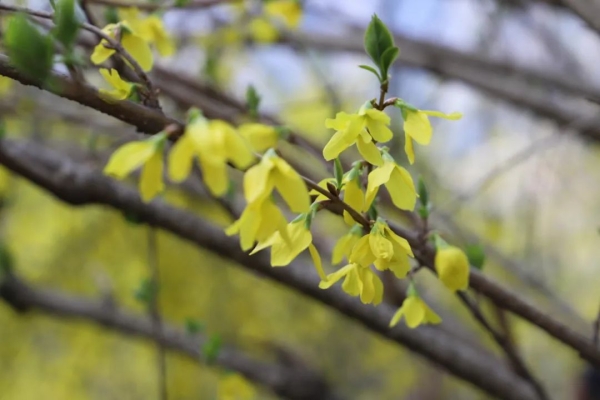 連翹開出金色小花。城口縣委宣傳部供圖