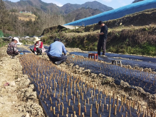村民管護(hù)連翹。城口縣委宣傳部供圖