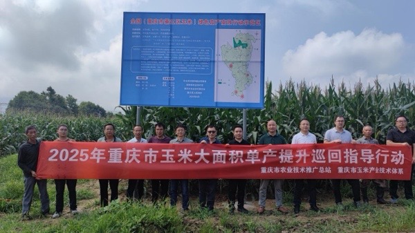 專家實地交叉考察綦江玉米單產(chǎn)提升示范基地。綦江區(qū)融媒體中心供圖