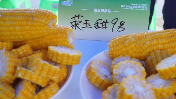 展示的香甜玉米。蘇慶攝
