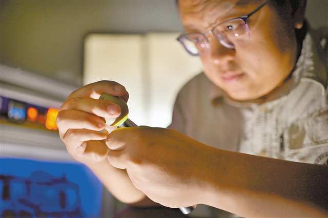 7月1日，開州滿月鎮(zhèn)頂星村，重慶雪寶山國家級(jí)自然保護(hù)區(qū)工作人員王雷正在查看白冠長尾雉蛋的發(fā)育情況。記者 張春曉 攝/視覺重慶