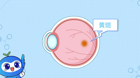 黃斑的表現(xiàn)。重慶南坪愛爾眼科醫(yī)院供圖