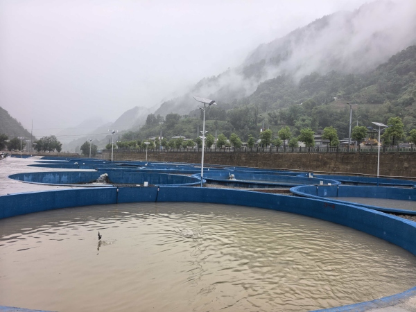 冷水魚養(yǎng)殖基地。雞鳴鄉(xiāng)供圖