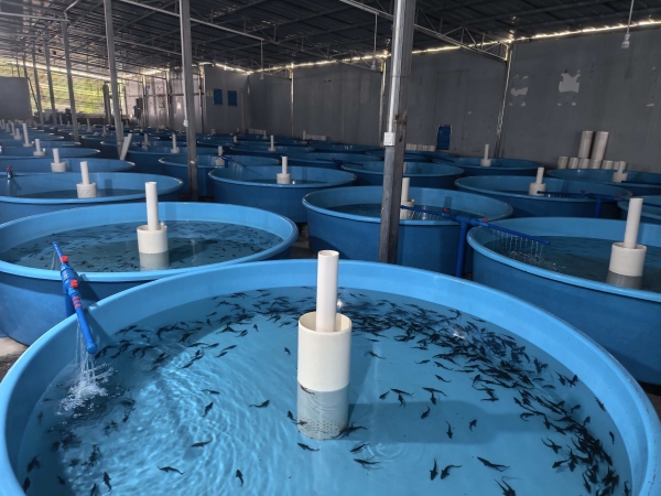 雪寶冷江漁業(yè)鱘魚苗養(yǎng)殖場(chǎng)。雞鳴鄉(xiāng)供圖