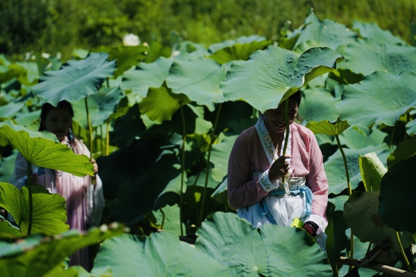 游客行走在荷田。景區(qū)供圖