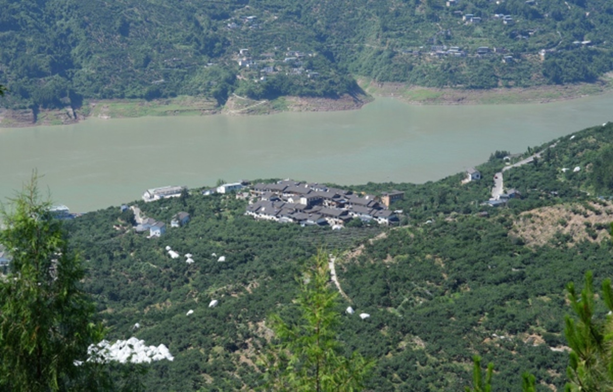 曲尺滿山遍野的脆李果園。盧先慶攝