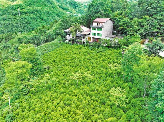 7月3日，開州區(qū)滿月鎮(zhèn)甘泉村，繁育基地內(nèi)成片的崖柏（房屋前）郁郁蔥蔥。記者 張春曉 攝/視覺重慶