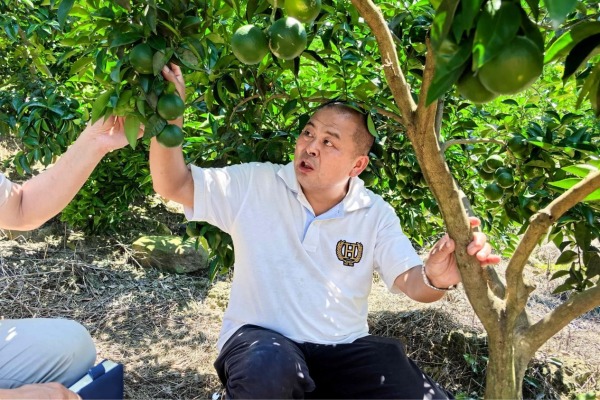 喻強正在察看枳殼掛果情況。楊晨攝