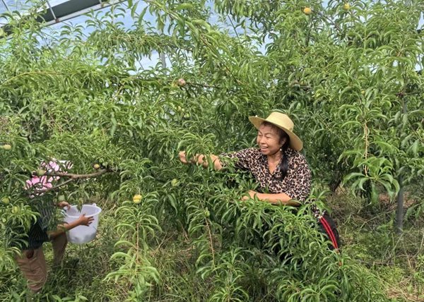 村民采摘李子。夏榮偉攝
