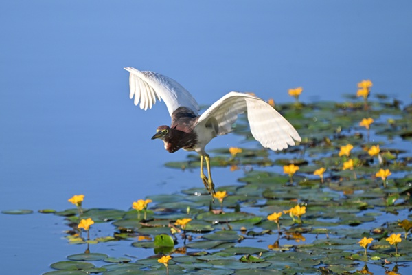 池鷺掠過水面。余先懷攝