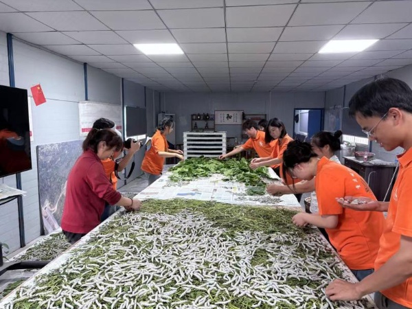 實(shí)踐團(tuán)在養(yǎng)蠶基地學(xué)習(xí)。受訪者供圖