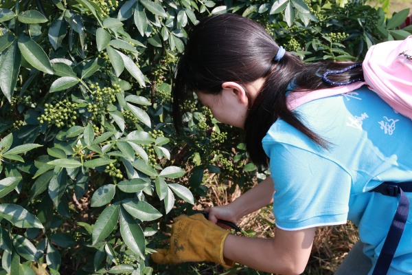 實踐團(tuán)成員體驗花椒采摘。實踐團(tuán)供圖
