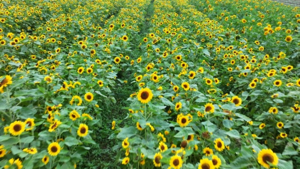 大木花谷向日葵花開正盛。涪陵區(qū)融媒體中心供圖