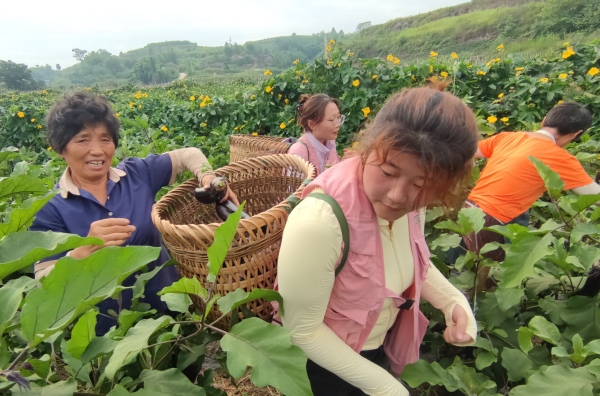 團(tuán)隊(duì)成員幫村民采摘農(nóng)作物。重慶移通學(xué)院供圖