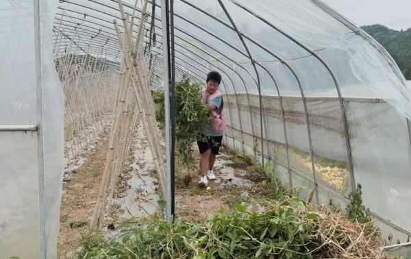 團(tuán)隊(duì)成員在大棚里揮汗除草。重慶移通學(xué)院供圖