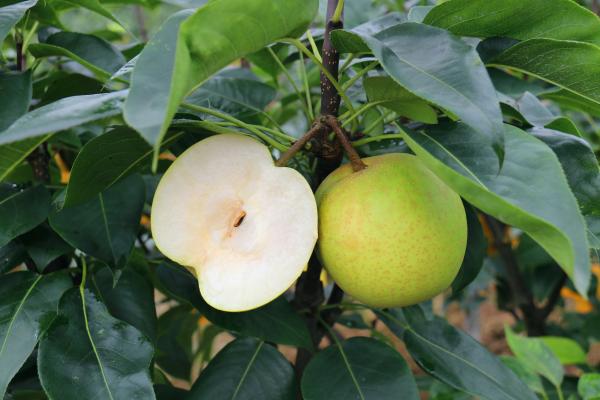 黃翠梨。雙河口鎮(zhèn)供圖