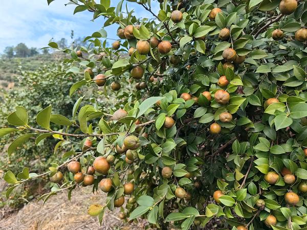 油茶良種。重慶市林業(yè)局供圖