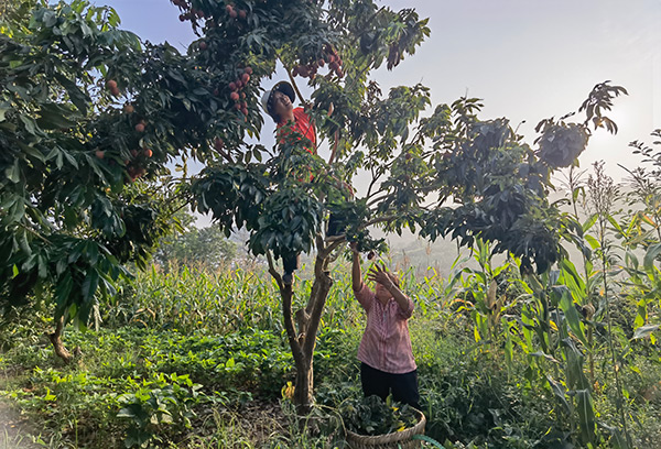 果農(nóng)采摘荔枝。涪陵區(qū)委宣傳部供圖