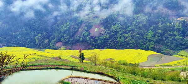 明通鎮(zhèn)田園風(fēng)光。明通鎮(zhèn)供圖