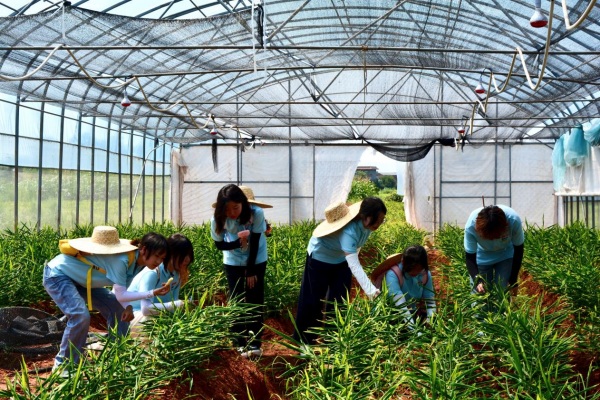 實(shí)踐團(tuán)成員實(shí)地調(diào)研生姜的生長情況。潘雯攝