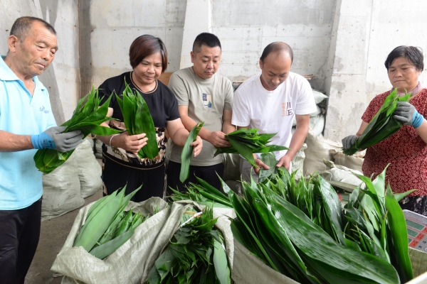 收獲麻竹葉。蔡昌懷攝
