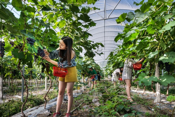 北屏四季果園。北屏鎮(zhèn)供圖