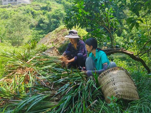 種植戶收獲石菖蒲。柏家鎮(zhèn)供圖