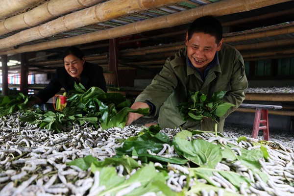 農(nóng)戶養(yǎng)蠶。重慶市商務(wù)委員會(huì)供圖