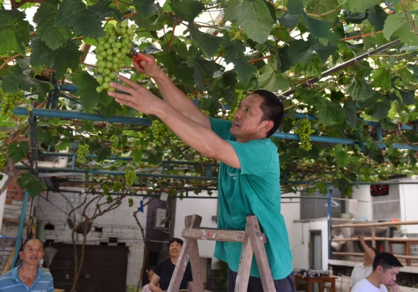 李渡街道嵐馬村芬芳葡萄園。李渡街道供圖