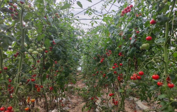 蔬菜基地小番茄。咸宜鎮(zhèn)供圖