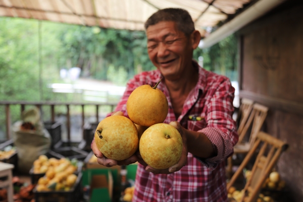 村民展示剛剛收獲的梨子。景區(qū)供圖