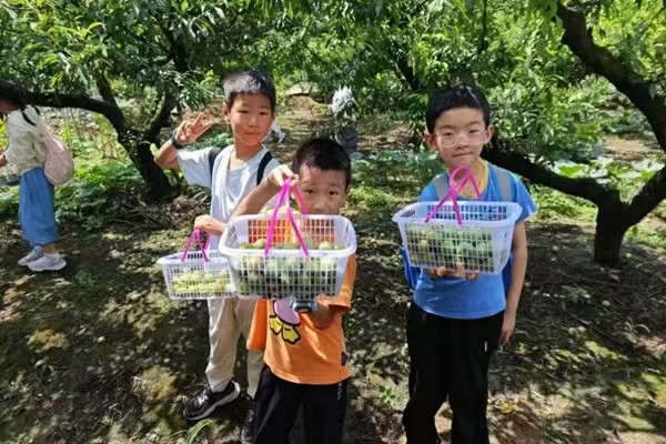 西部航空組織托管班摘李子。西部航空供圖