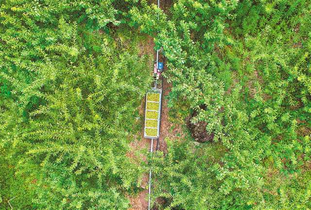 七月二十五日，巫山縣兩坪鄉(xiāng)仙橋村，一筐筐脆李通過“軌道小車”運送。記者 萬難 攝\視覺重慶