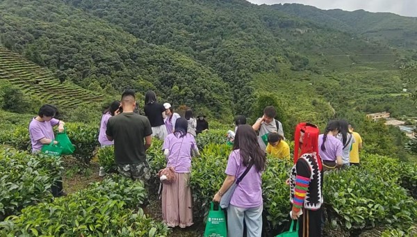 實踐團師生體驗采茶現(xiàn)場。李燦攝
