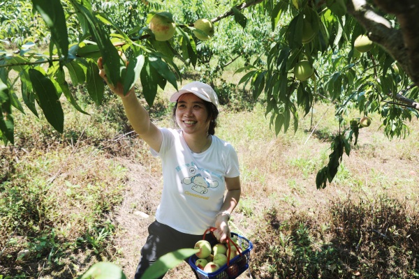 游客體驗采摘。廖唯攝