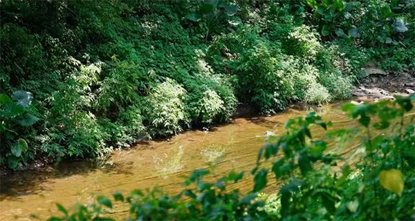 清水溪及鳳凰溪“清水綠岸”治理提升工程。重慶市住房和城鄉(xiāng)建設(shè)委員會(huì)供圖