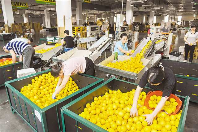 雪王農(nóng)業(yè)包裝車間，工人在打包檸檬鮮果。（資料圖片）記者 張錦輝 攝/視覺重慶